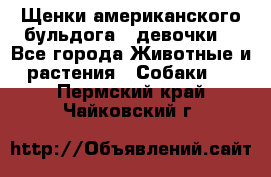 Щенки американского бульдога ( девочки) - Все города Животные и растения » Собаки   . Пермский край,Чайковский г.